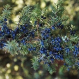 Korisna svojstva kleke